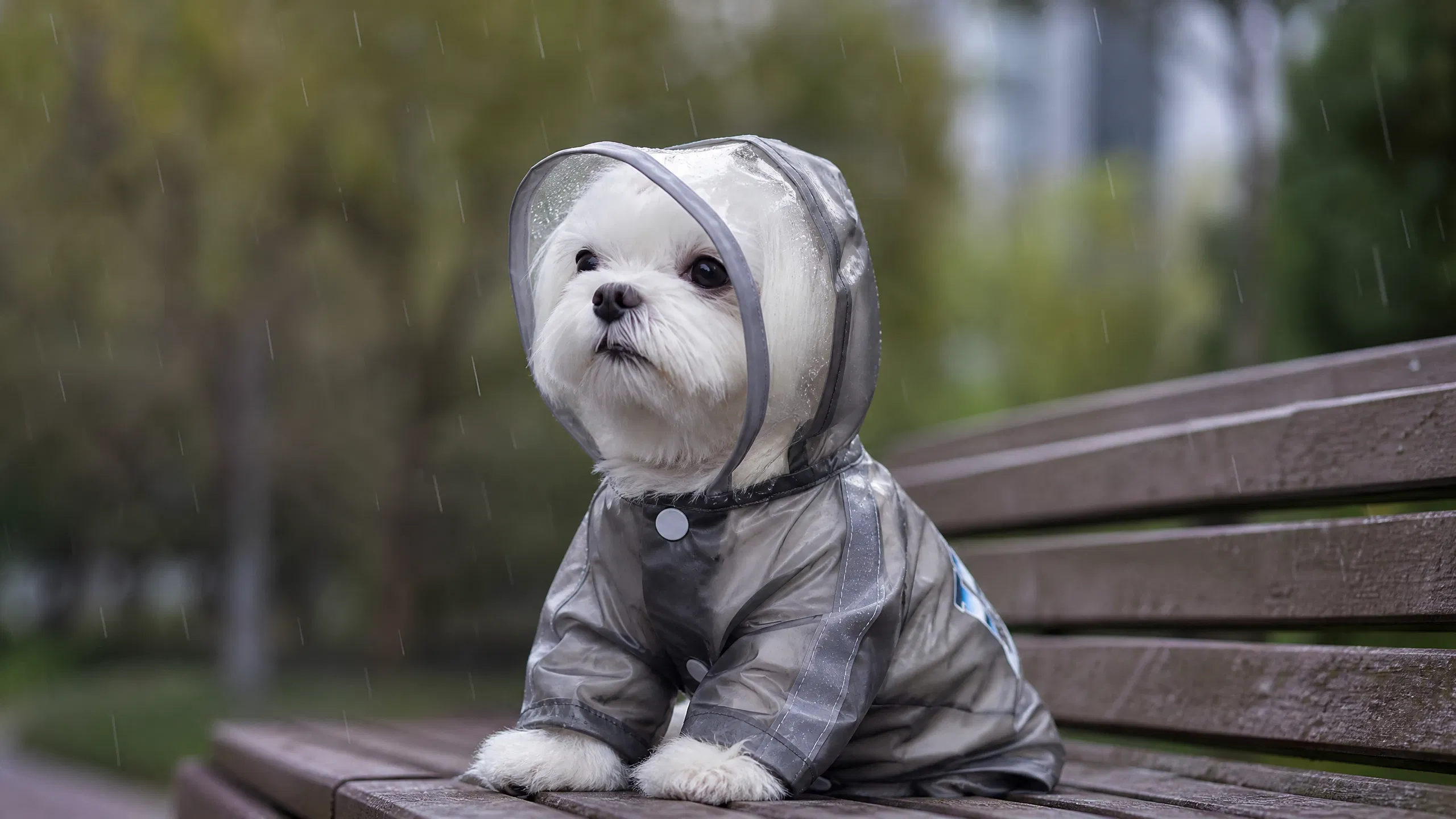 Four-Leg Waterproof Raincoat with Leash Hole · Transparent Brim · GuardHound DOG